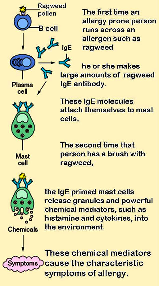 17.3 Allergic Reaction Pathway