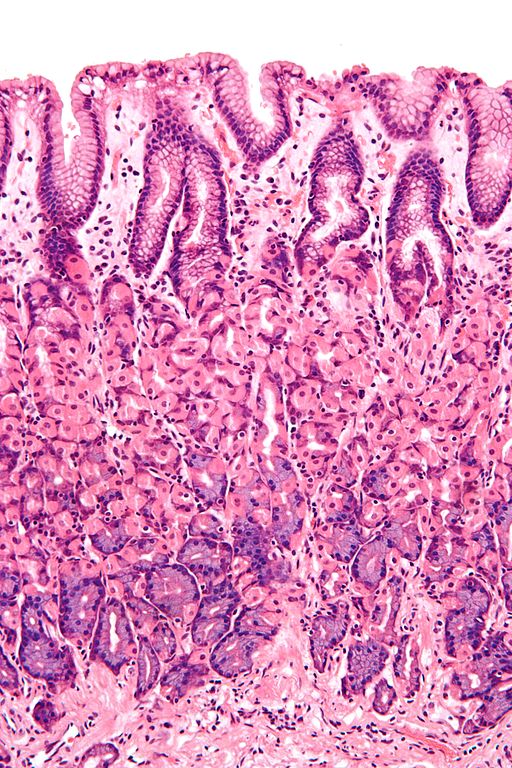 15.2.4 GI Cross section histology