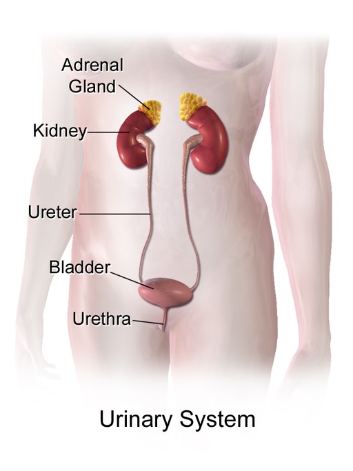 16.2.6 Urinary System