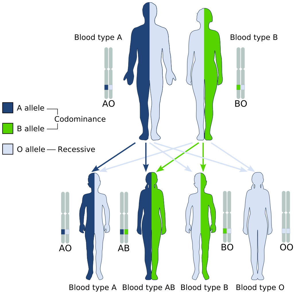 Example of the ABO system codominance