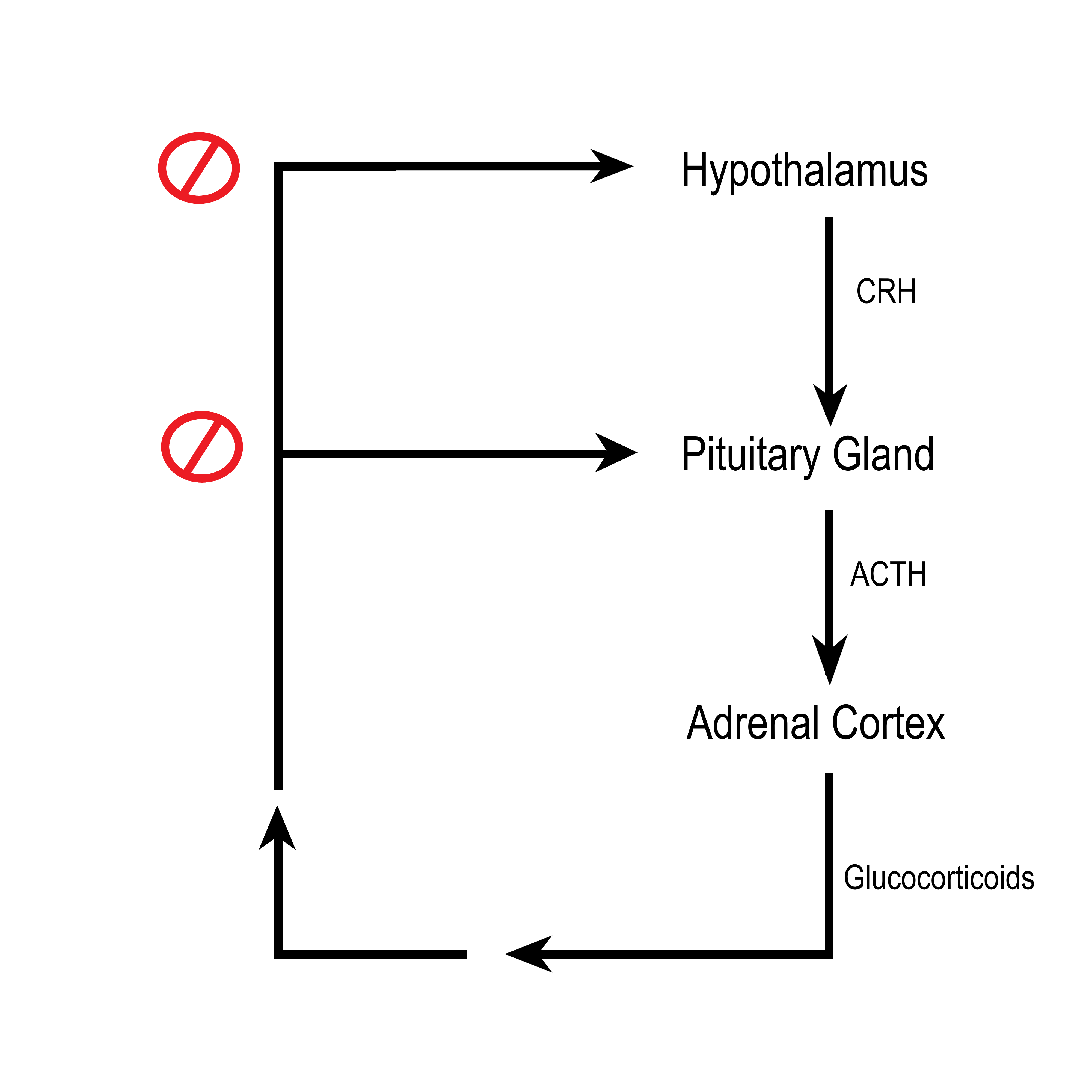 ACTH negative feedback loop