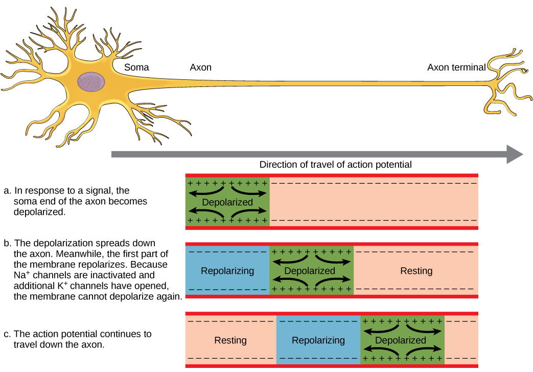 Action Potential