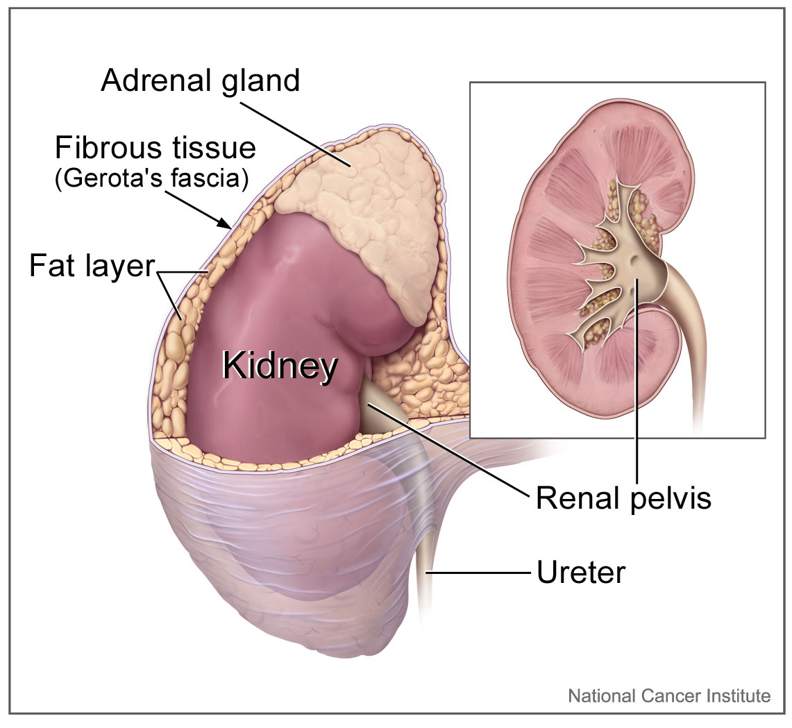 16.5.3 Renal Pelvis and Ureter