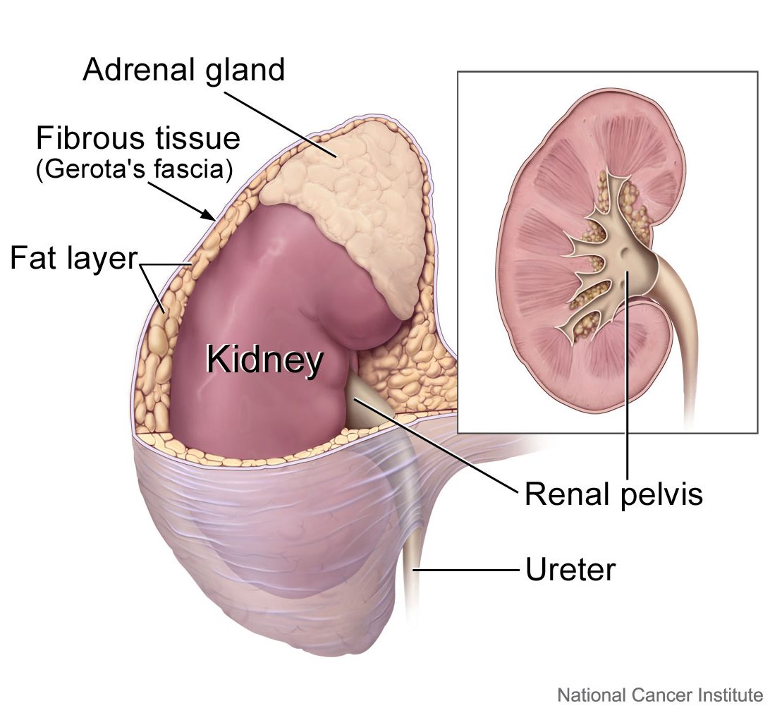 16.3.4 Adrenal Glands