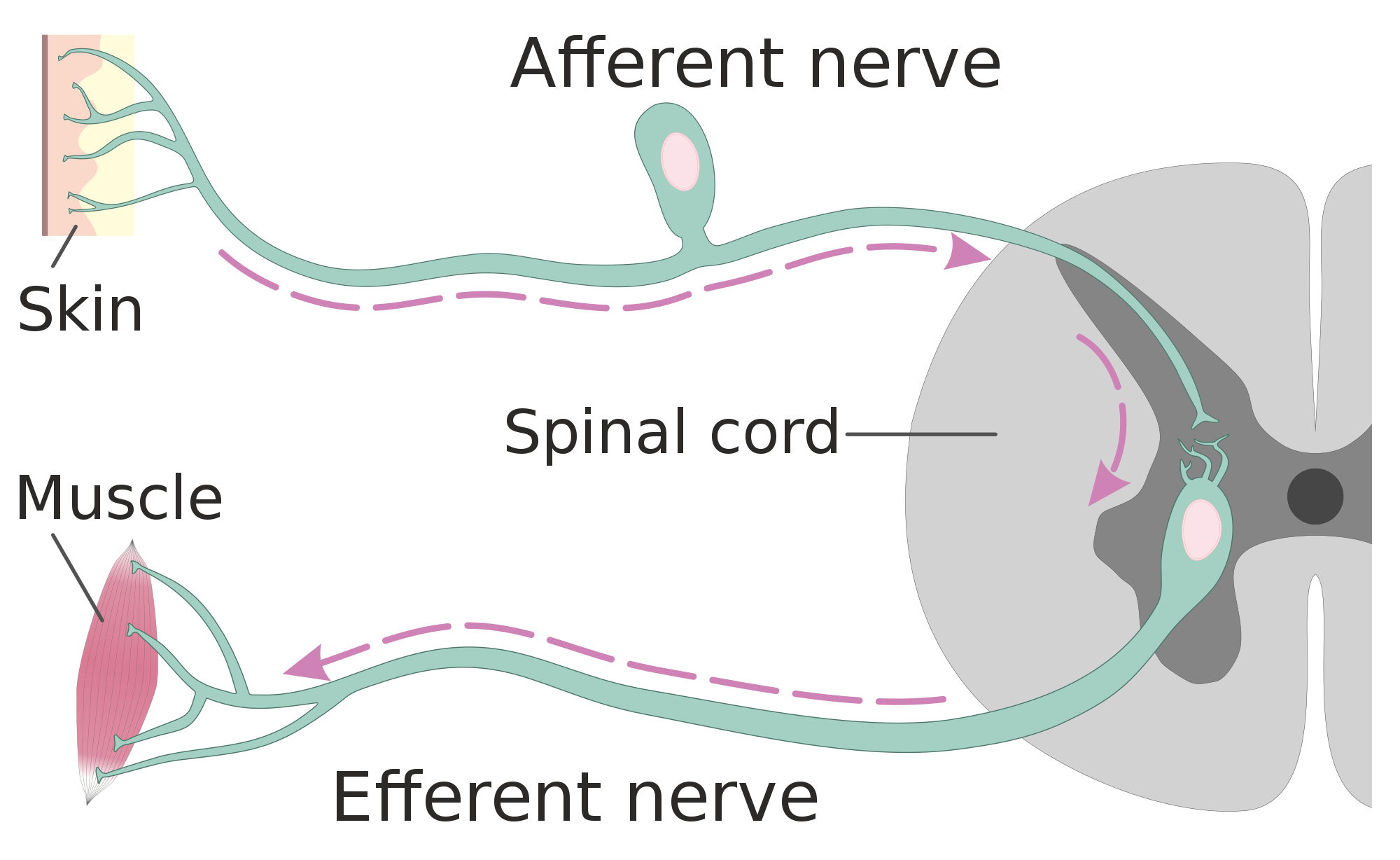 Afferent and Efferent Neurons