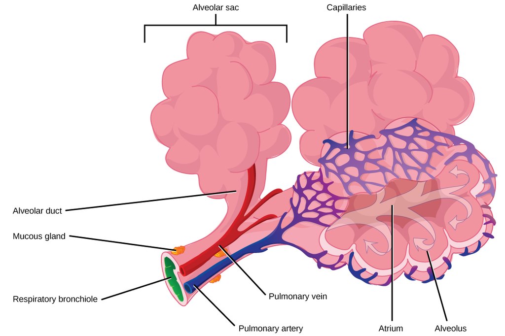 13.2.7 Alveoli Structure