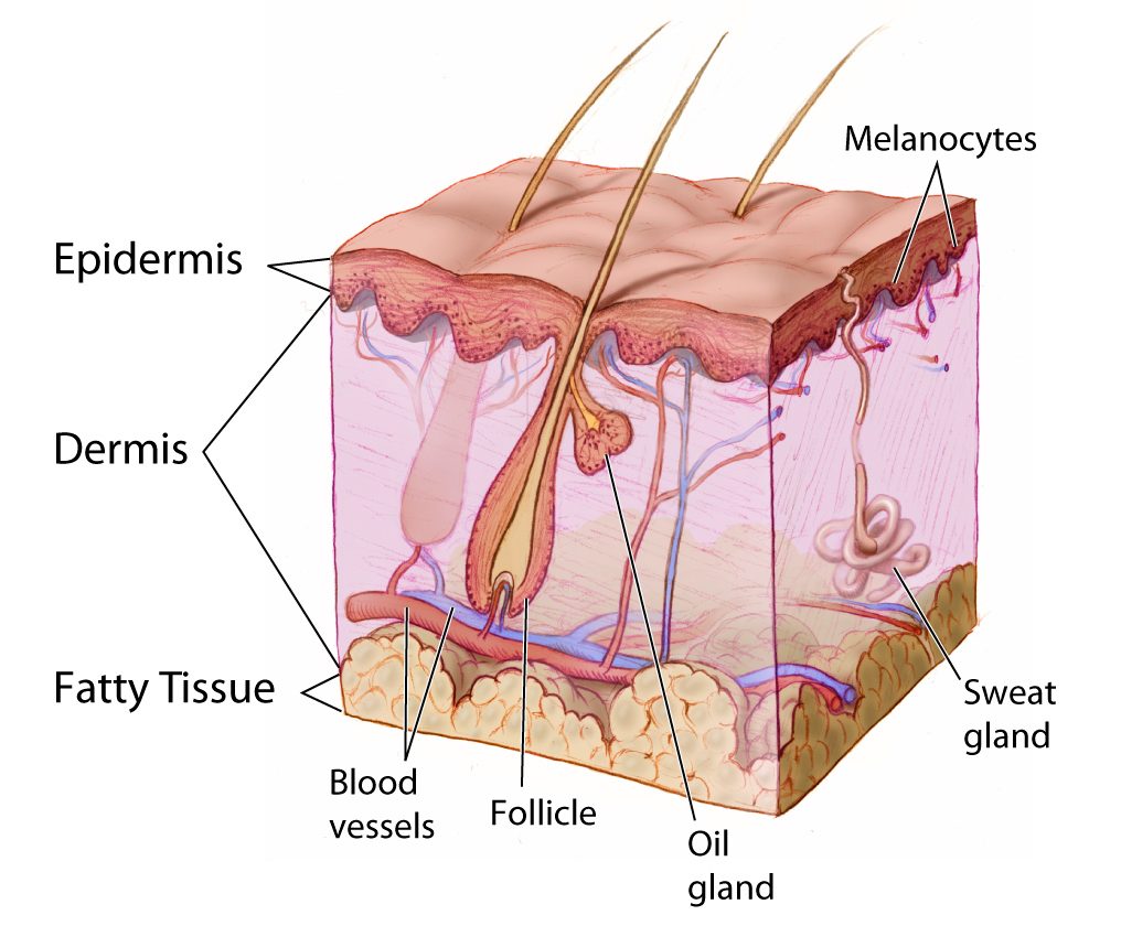 10.4 Skin Glands