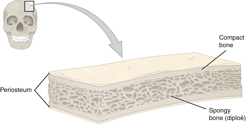 11.4.3 Anatomy of a flat bone