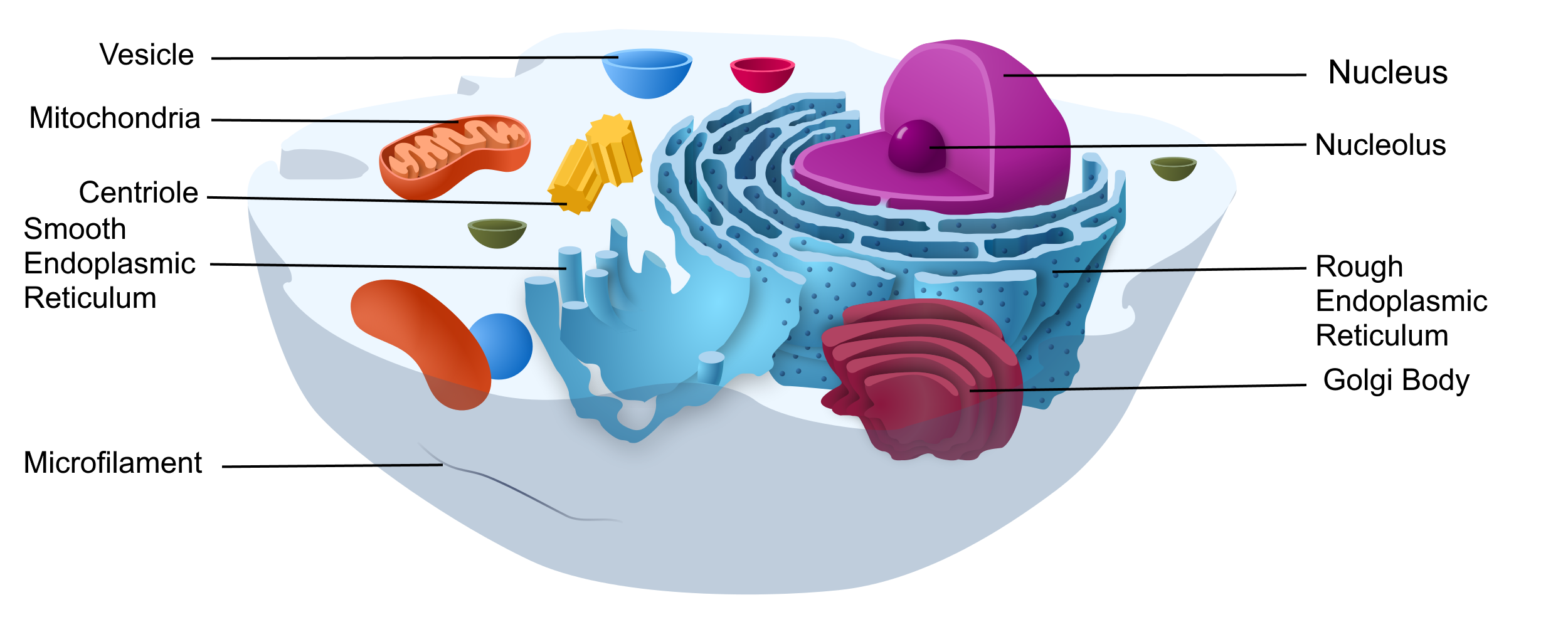 Image shows a diagram of a eukaryotic cell. The cell has many organelles labelled, including: nucleus, nucleolus, rough endoplasmic reticulum, smooth endoplasmic reticulum, Golgi body, vesicles, mitochondria and centrioles.