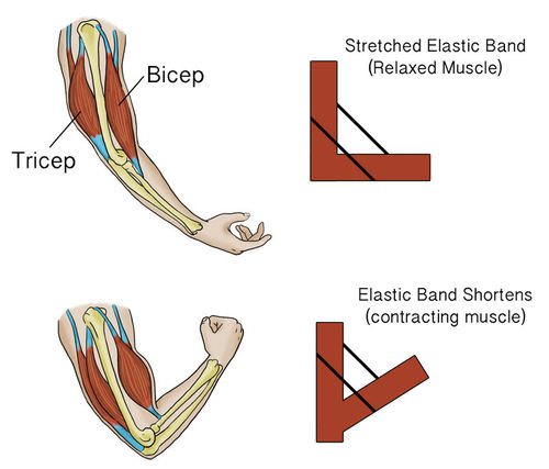 12.3 Antagonistic Muscle Pair