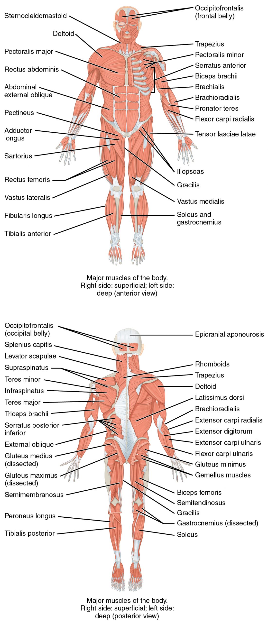 12.4.3 Major Skeletal muscles