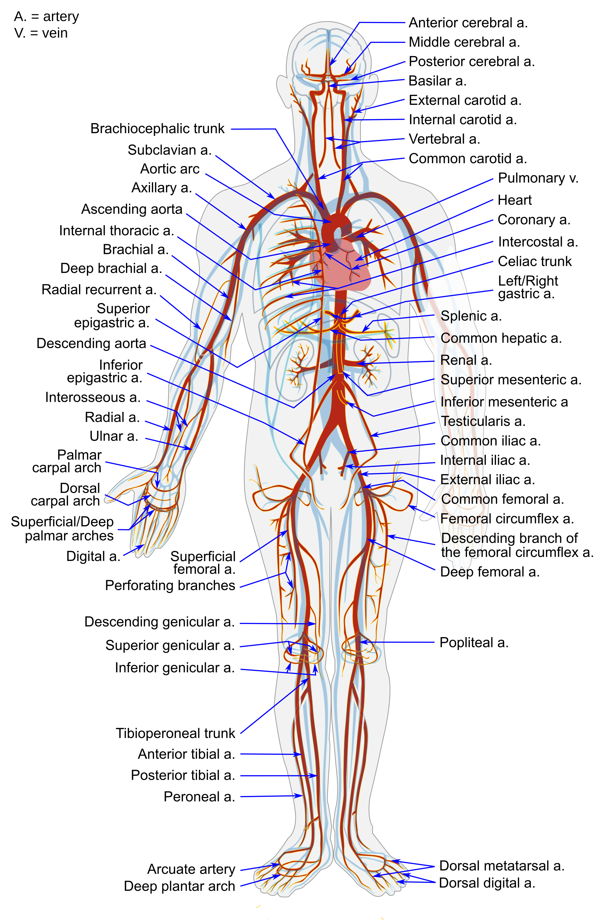 14.4.2 Arterial System