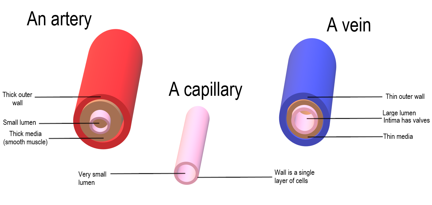 14.4.9 Comparison of arteries, veins, capillaries