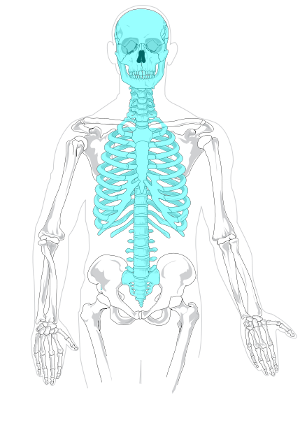 11.2.3 Axial Skeleton