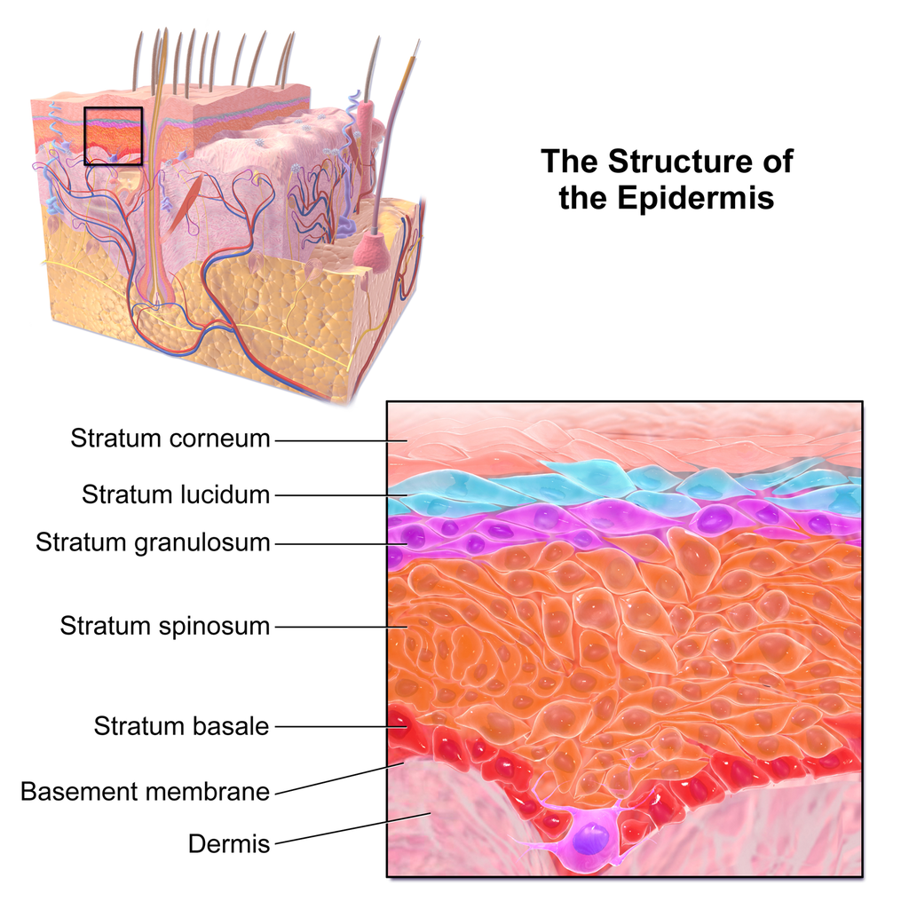 Diagram of the Epidermis