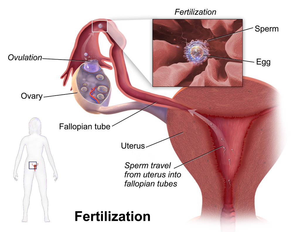 18.7.3 Fertilization