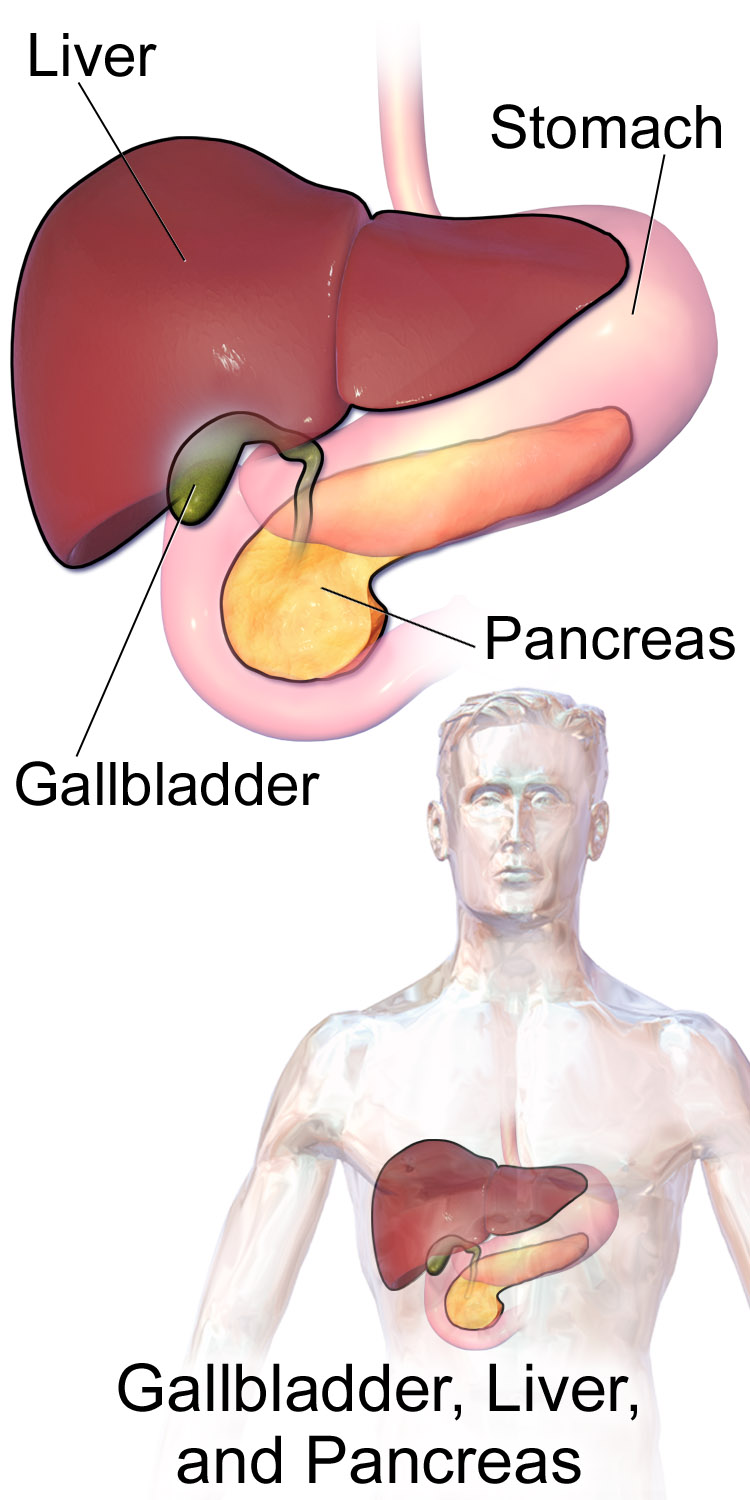 15.6.2 Accessory Organs of the Digestive System