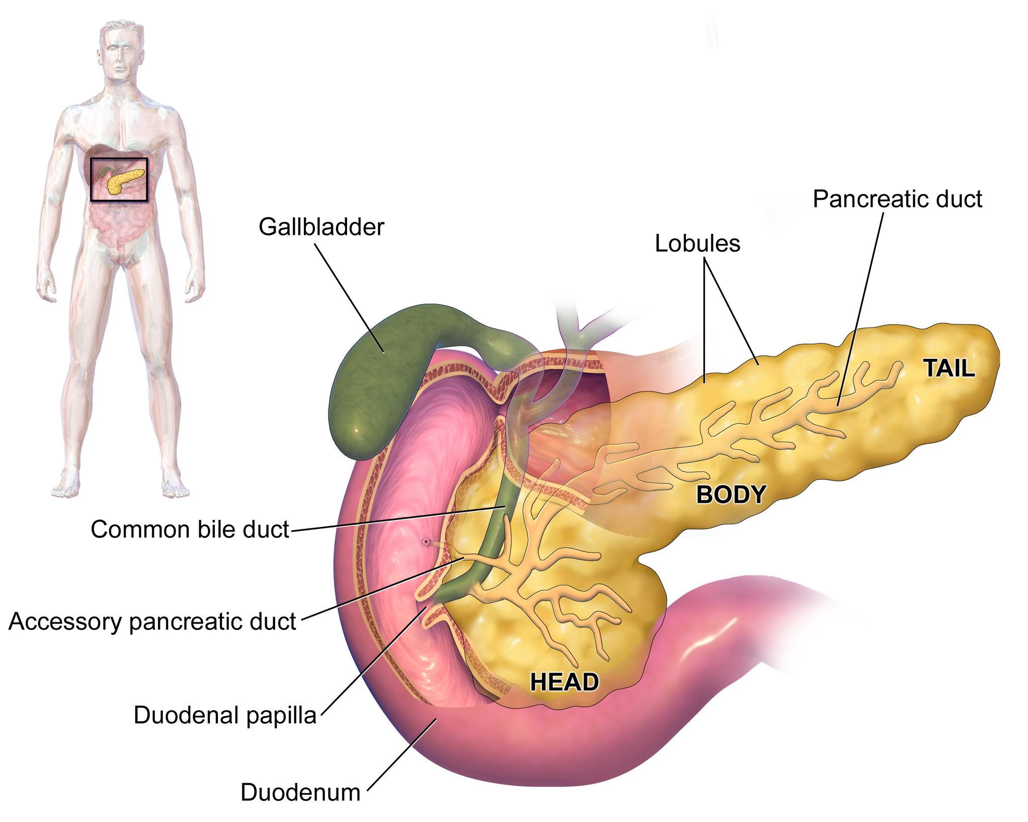 Location of the pancreas