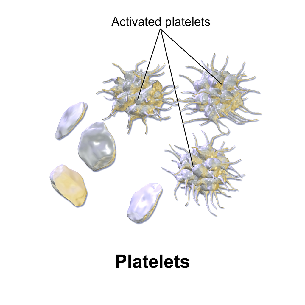 14.5.6 Activated Thrombocytes