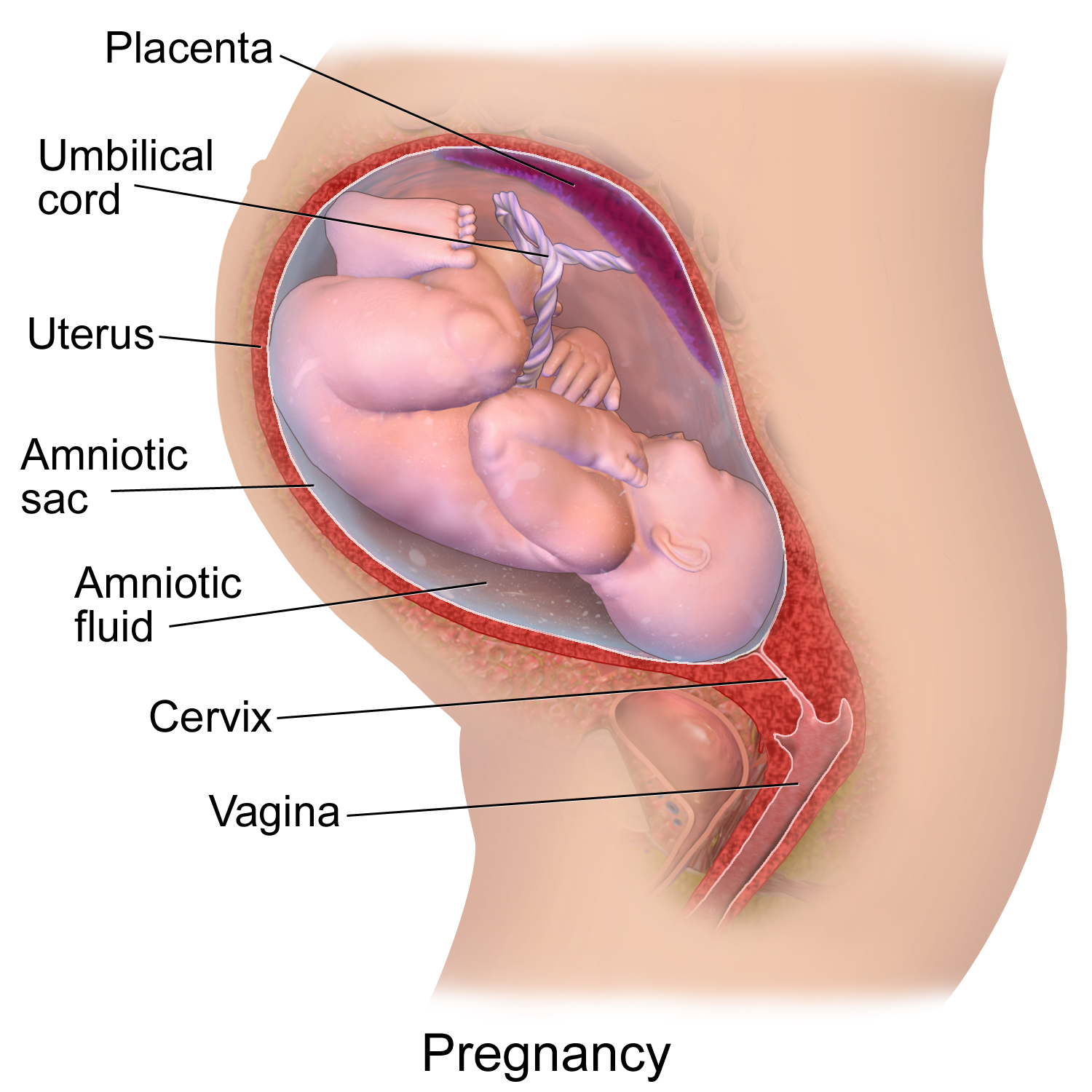 11.3.8 Uterus Smooth Muscle