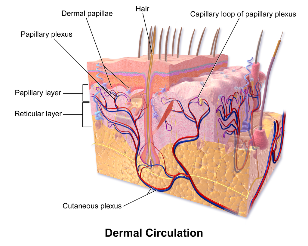 10.3 Dermal Circulation