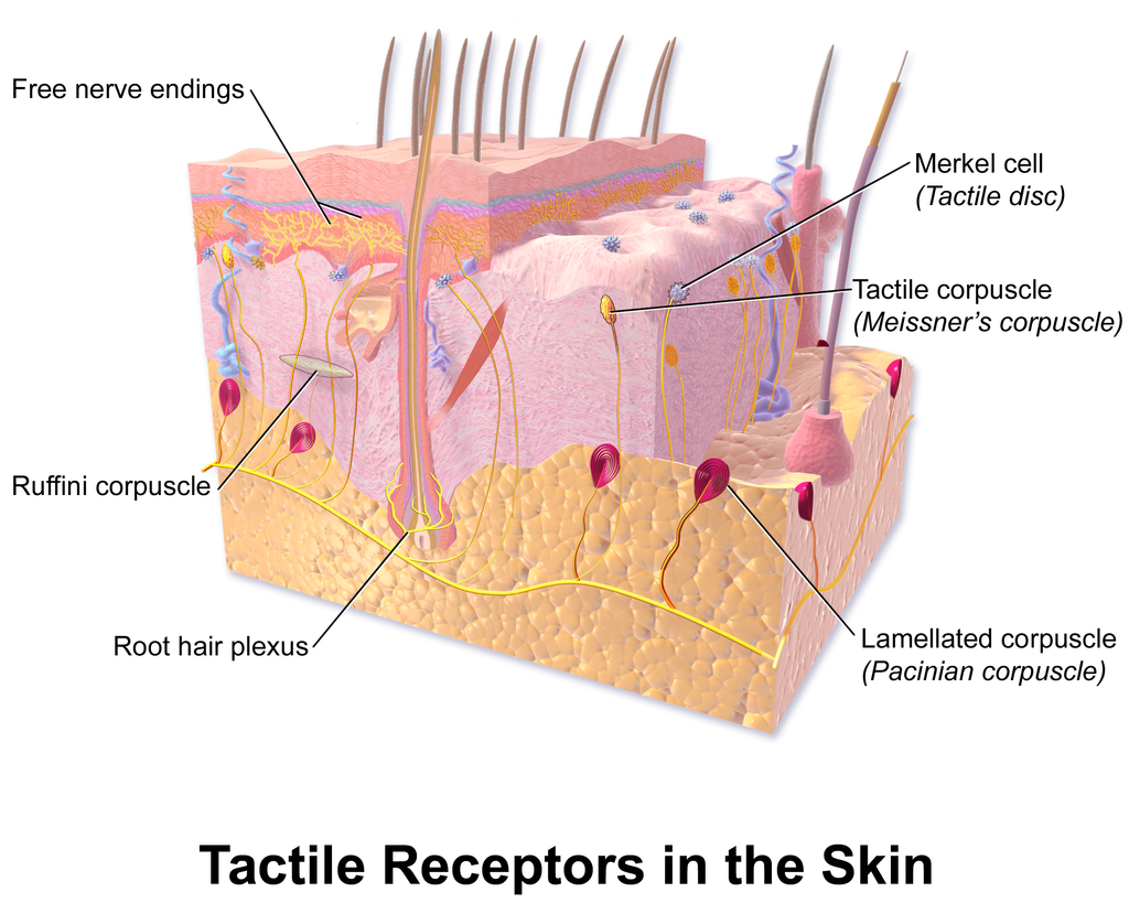 10.4 Tactile Receptors