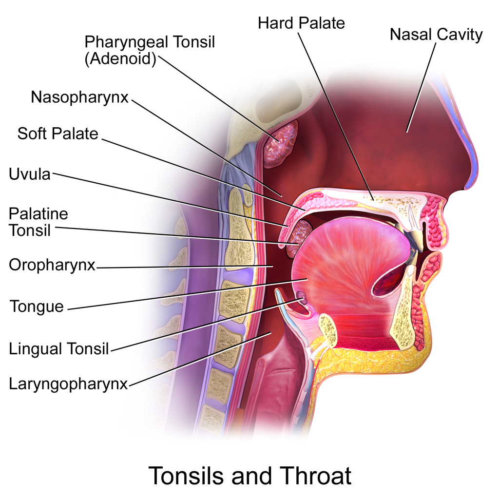 17.3.6 Tonsils