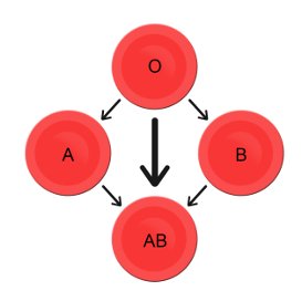 Blood donors and recipients