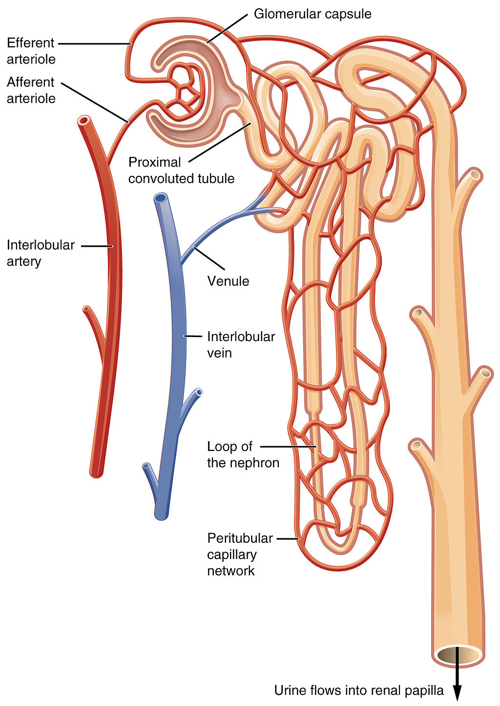 16.4.5 Nephron