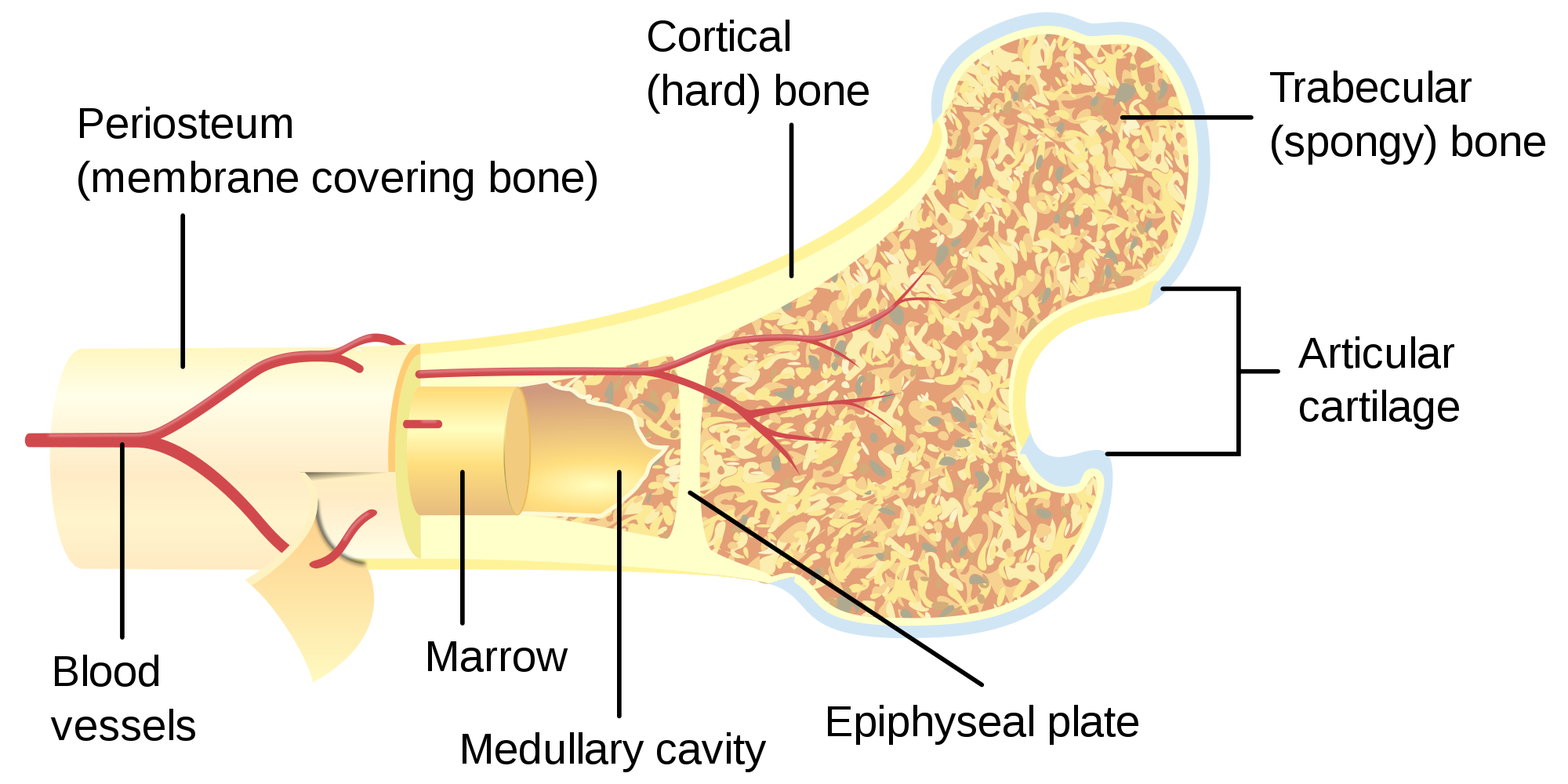 11.4.2 Bone Cross Section