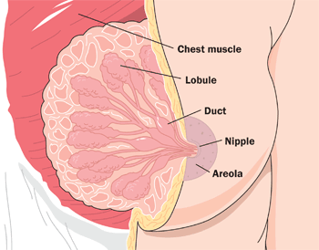 18.6.7 Breasts