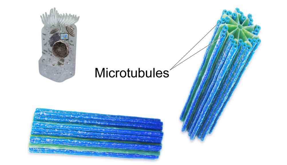 Image shows a diagram of a centriole, made up of microtubules. There are nine bundles of microtubules arranged in a circle to form the tube-shaped centriole.