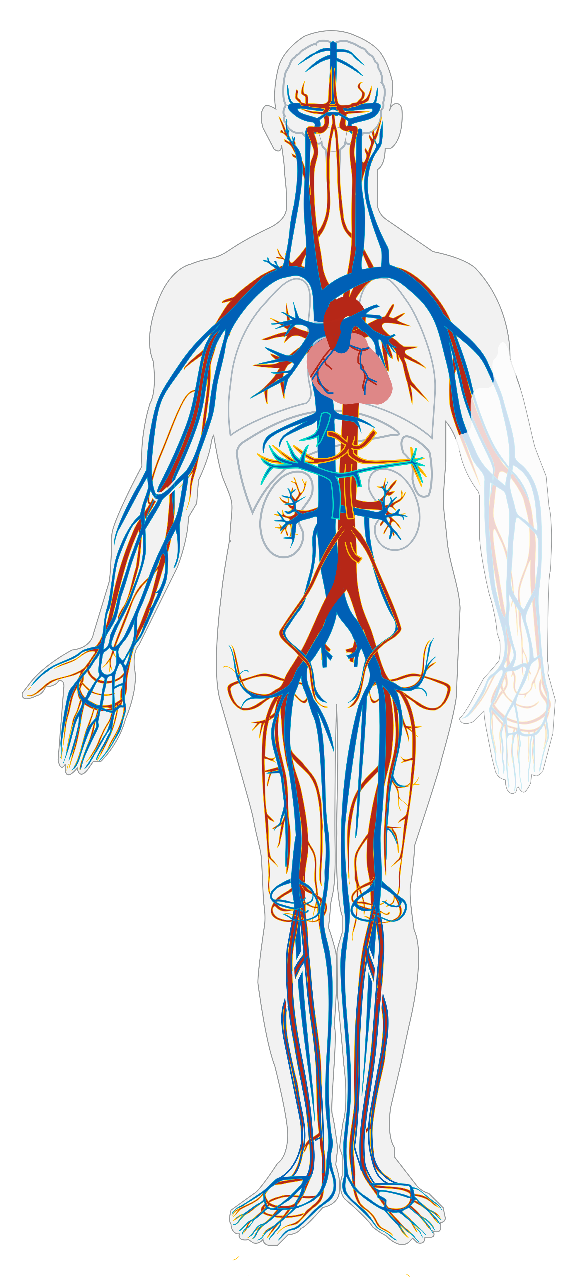 14.2.2 Circulatory System