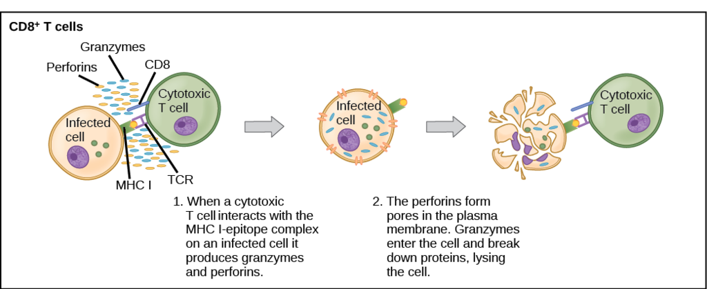 17.5.3 Killer T Cell Function