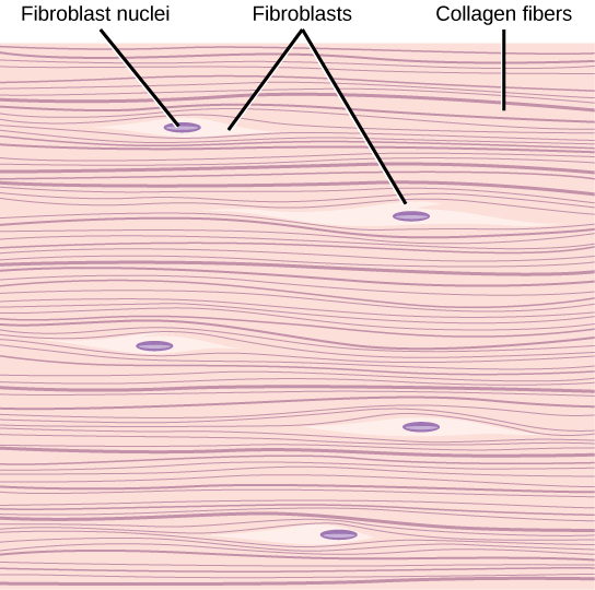 Dense Fibrous Connective Tissue