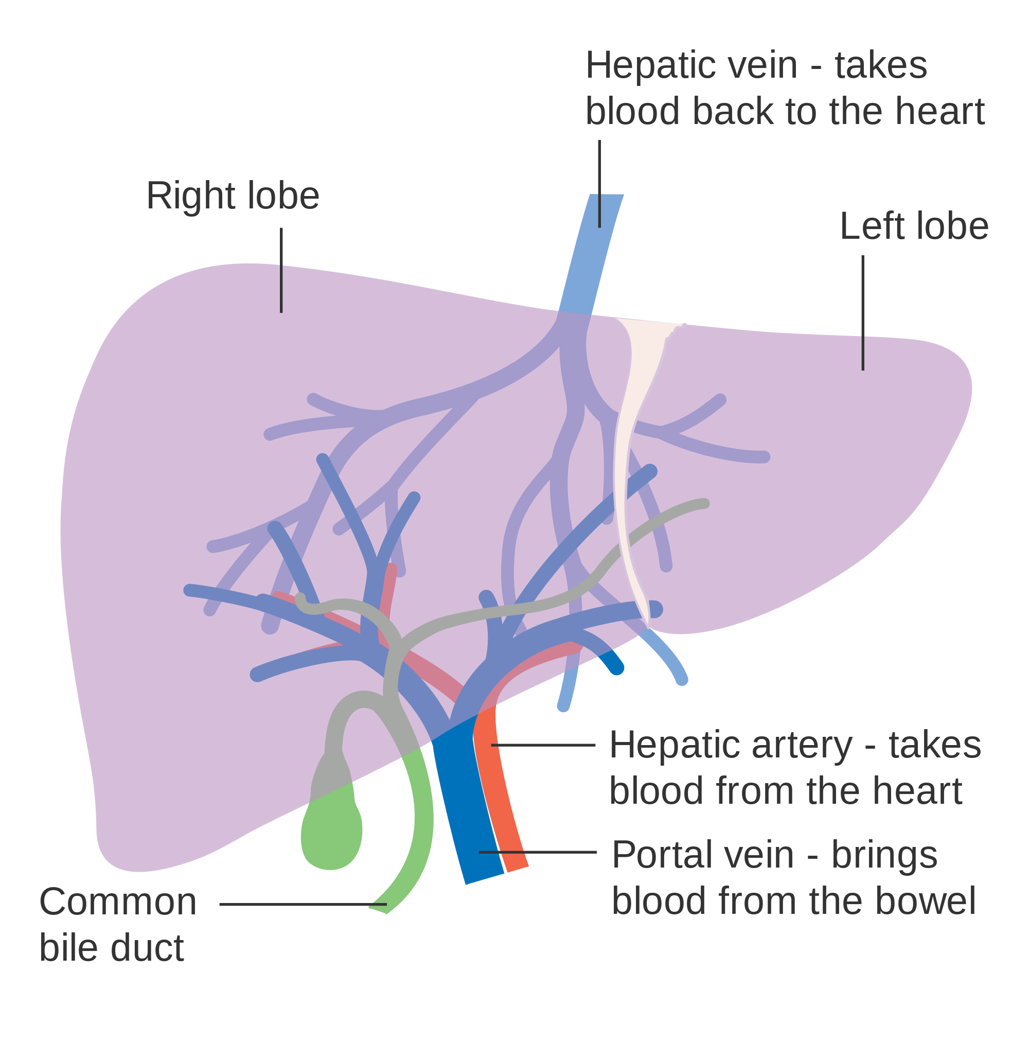 15.6.3 Hepatic and Portal vessels