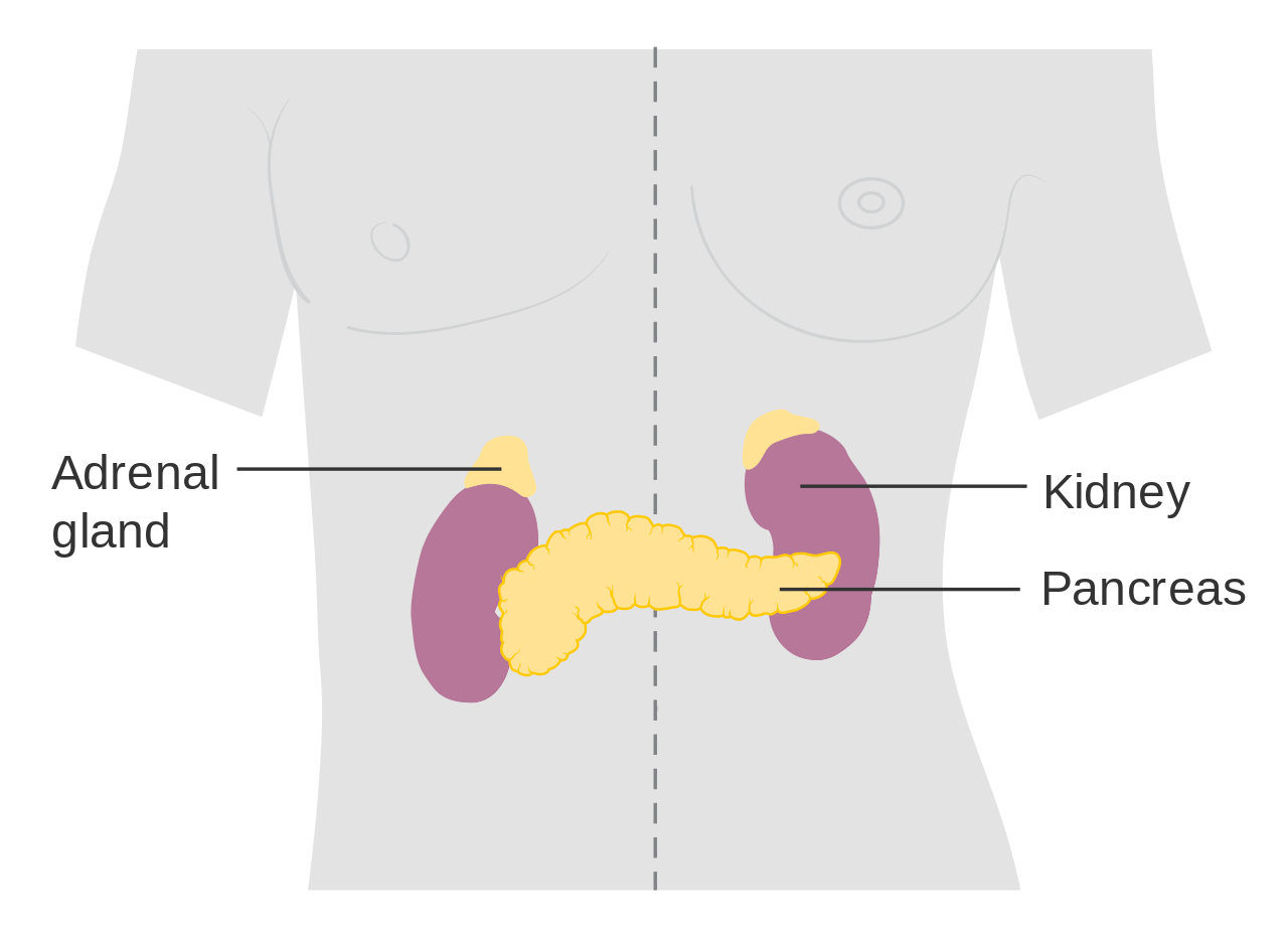 Adrenal Glands