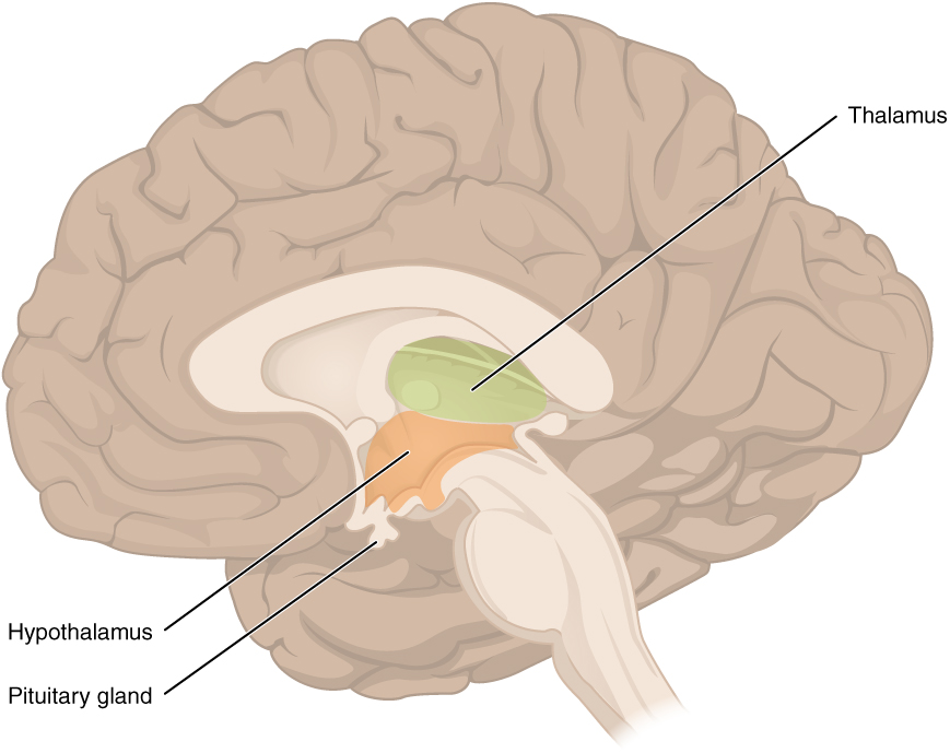 Thalamus and Hypothalamus