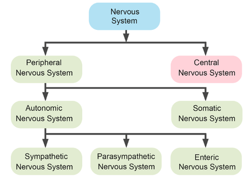 Divisions of the Nervous System