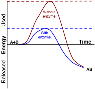 Image shows a graph of the energy in a chemical reaction as reactants A and B are converted to product AB. The activation energy for this reaction is shown in two ways: with and without an enzyme. The activation energy with the enzyme is lower than without.