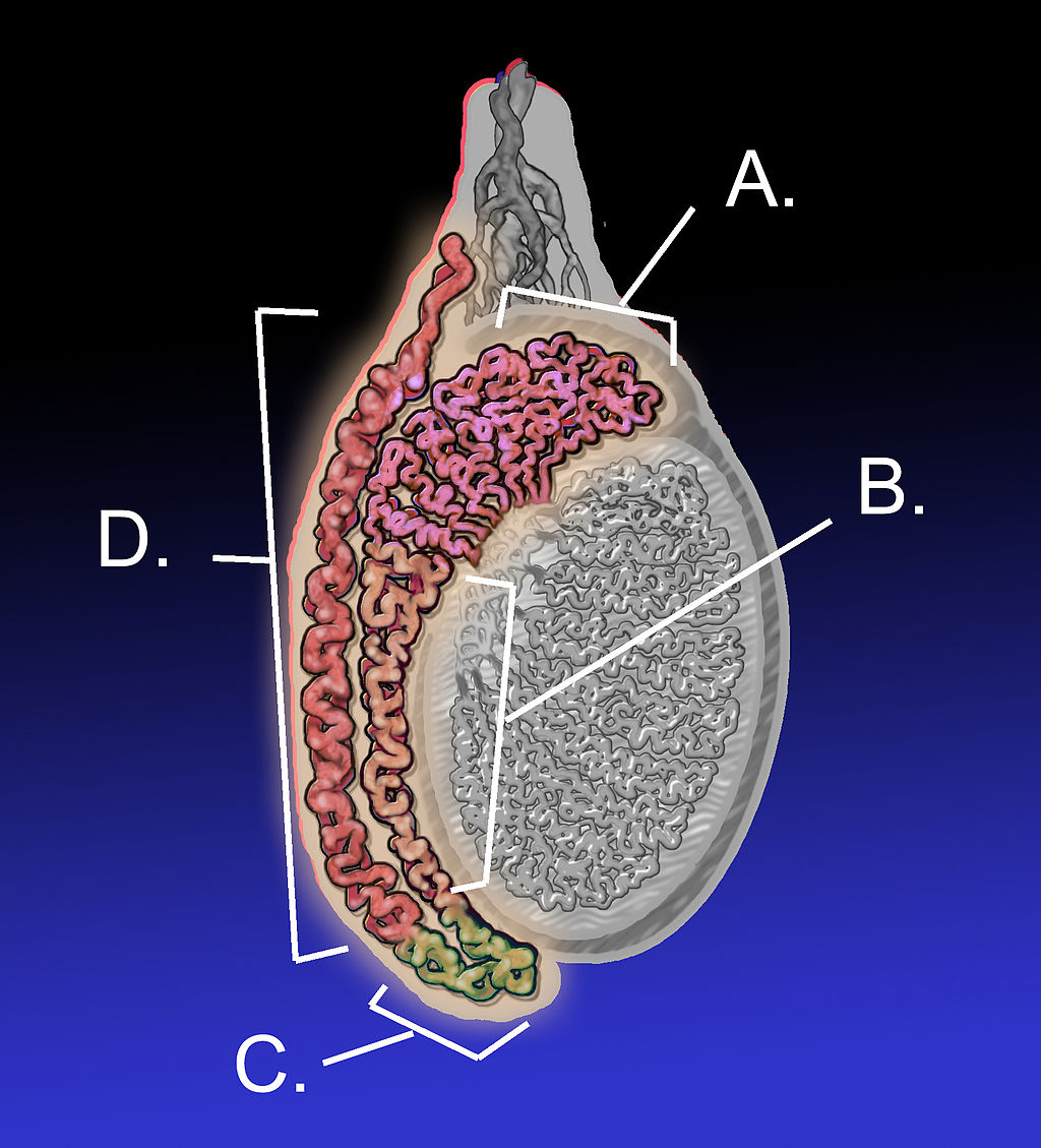 18.3.5 Epididymis