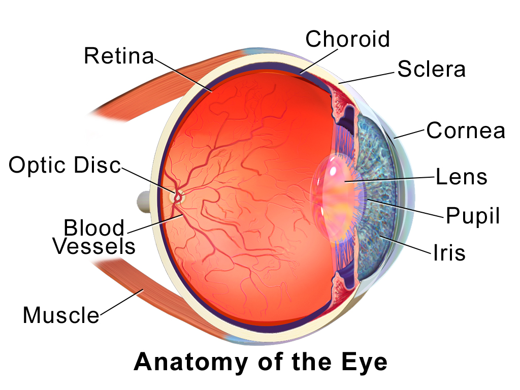 Diagram of the Eye