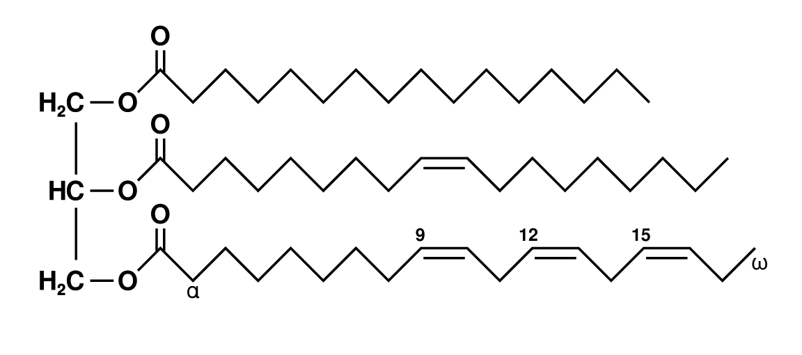 Image shows a model of a triglyceride. The glycerol molecule runs vertically along the left, and three saturated fatty acids run out horizontally from each of the three carbons in the glycerol molecule. 