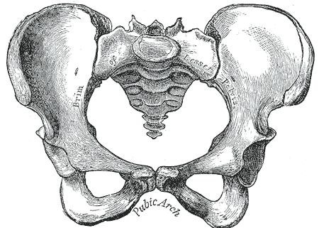 11.2 Female Pelvis