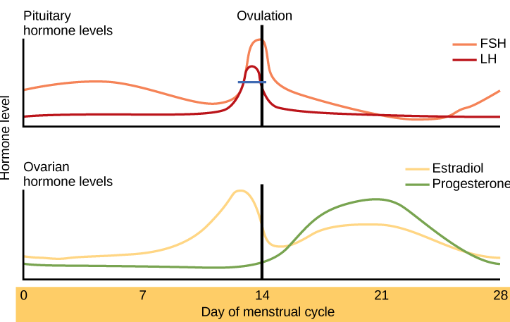 18.8.3 Pituitary and Ovarian Hormones