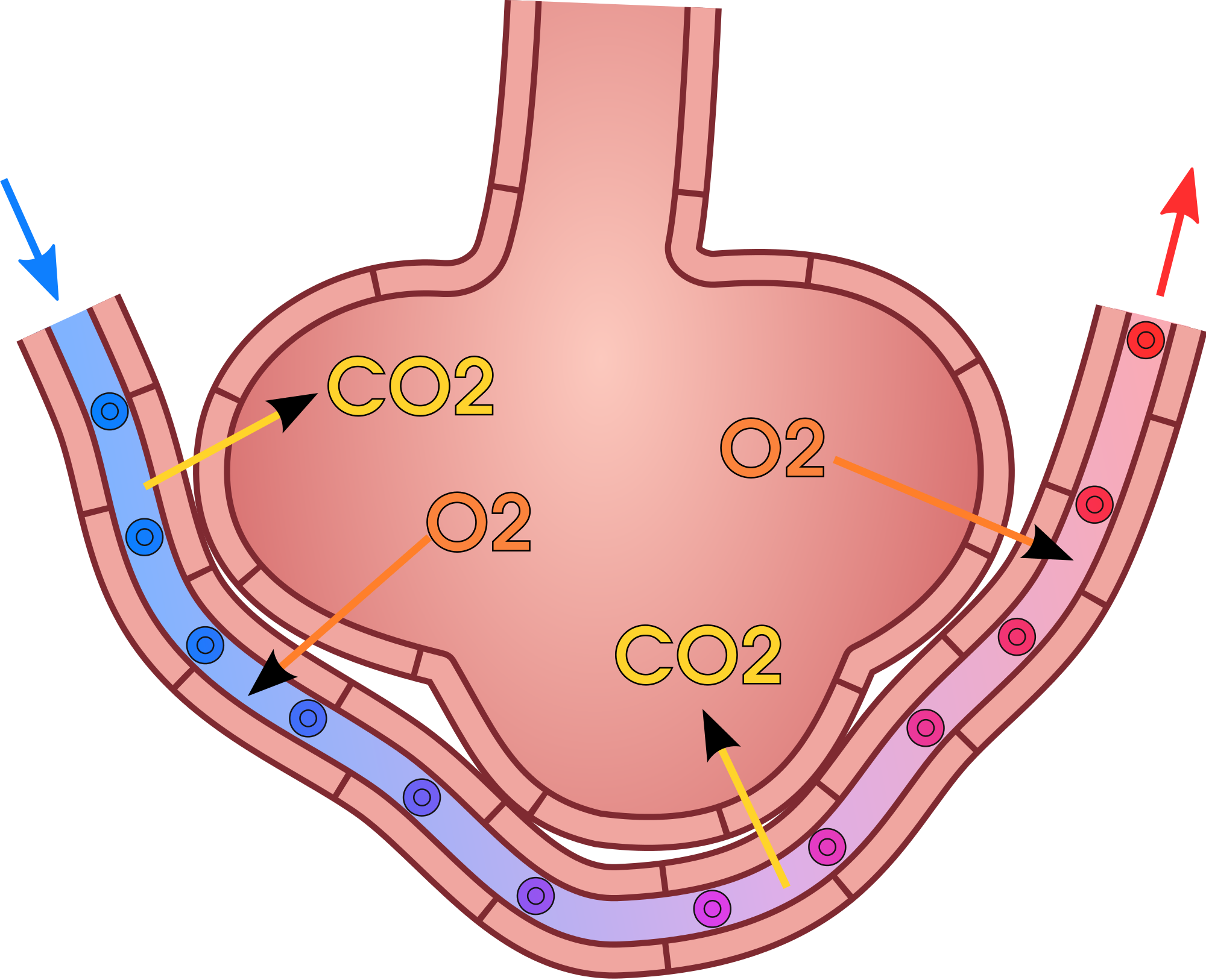 13.4.3 Gas Exchange at the Alveolus