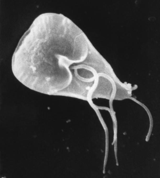 15.7.7 Giardia lamblia