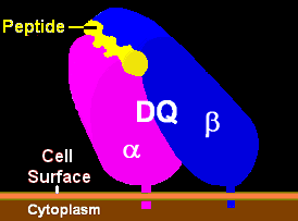 HLA-DQ Illustration