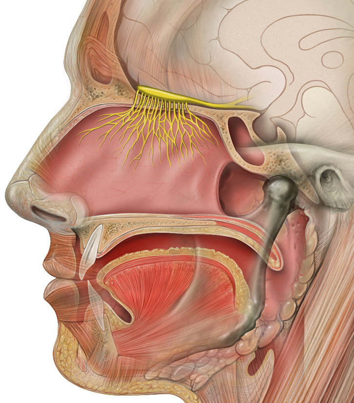 Olfactory Cells