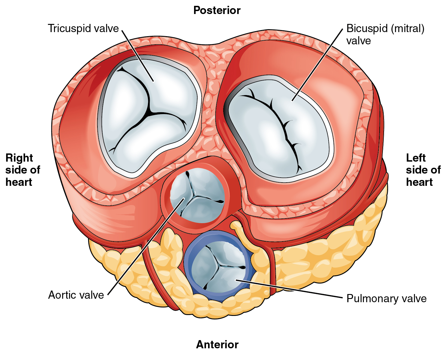 14.3.4 Heart Valves